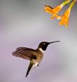 Alpine Hummingbirds-0018.jpg